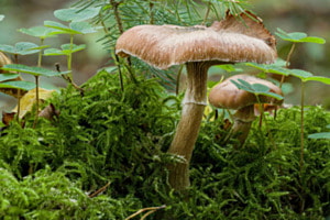 Macro Pilz Aragement