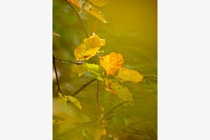 Herbstlaub