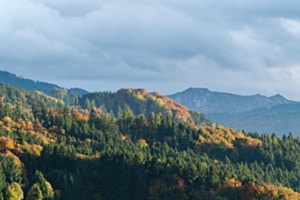 Herbstwald im Abendlicht