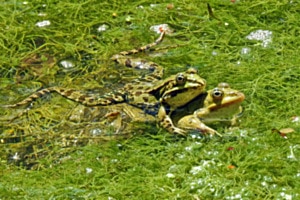 Teicihfrösche