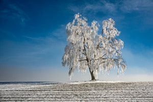 Frozen