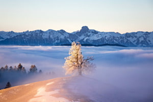 Linde im Nebel 