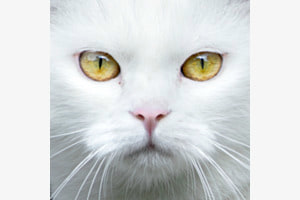 Katze im Portrait
