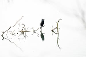 Kormoran Kormoran