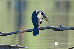 Kormoran - Wer hat hier den Vogel?