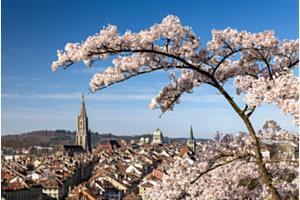 Bern im Kirschblütenzauber