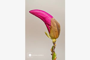 Magnolie 