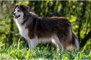  Mini Australian Shepherd ganz gross