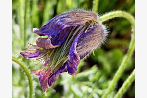 Anmut