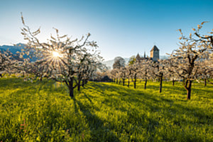 Spiez an einem Frühlingsmorgen
