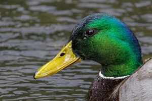 Stockente