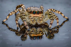 Springspinne
