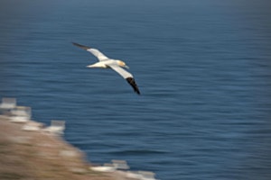 Basstölpel über Helgoland