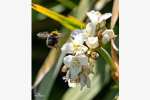 Irish-Bumblebee