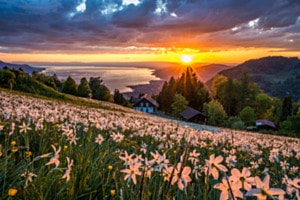 Narzissenfeld bei Sonnenuntergang