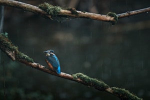 Blauer Pfeil im Regen 