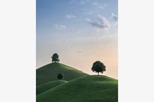 Three trees