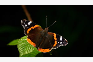 Schmetterling