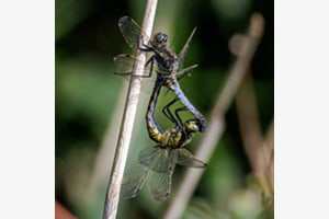 Libellen bei der Paarung Libellen bei der Paarung