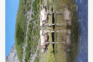 Kühe Schwarenbach