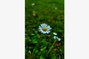 Stille Eleganz