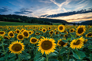 Sonnenblumenfeld