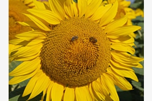 Sonnenblume