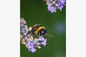 Biene bei der Arbeit
