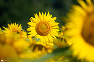 Sonnenblumen