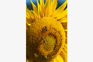 Bienen-Nektar