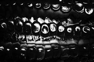 Mais --- Corn Mais --- Corn
