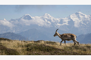 Jungbock auf dem Niederhorn Jungbock auf dem Niederhorn