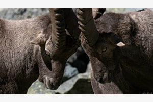 An eye for an eye, a horn for a horn