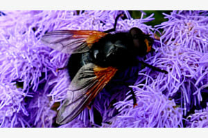 Besucher im Nolde-Garten Seebüll