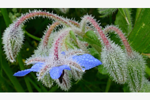 Borretschblüte in Tautropfen