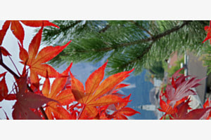 Herbst