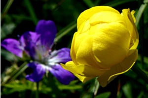 Trollblume vor blauem Hintergrund