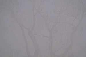 Konturen im Nebel 1