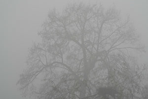 Konturen im Nebel 2