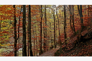 Im Tal der Breitach (Kleinwalsertal)