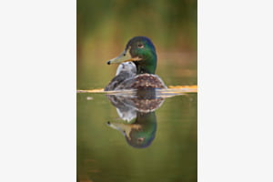 Ente