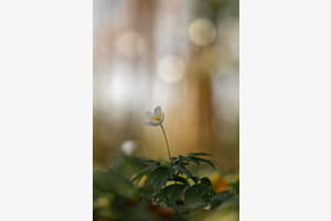 Blume