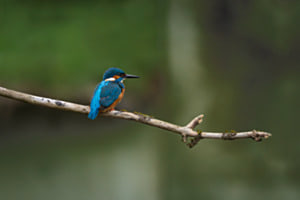 Eisvogel