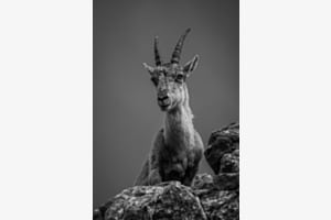 Steinbock
