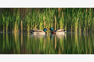 Enten