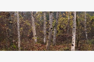Wald