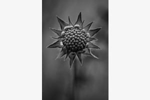 Blüte