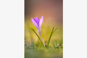 Krokus
