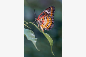 Schmetterling