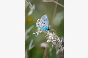 Schmetterling